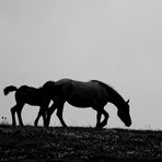 Horses