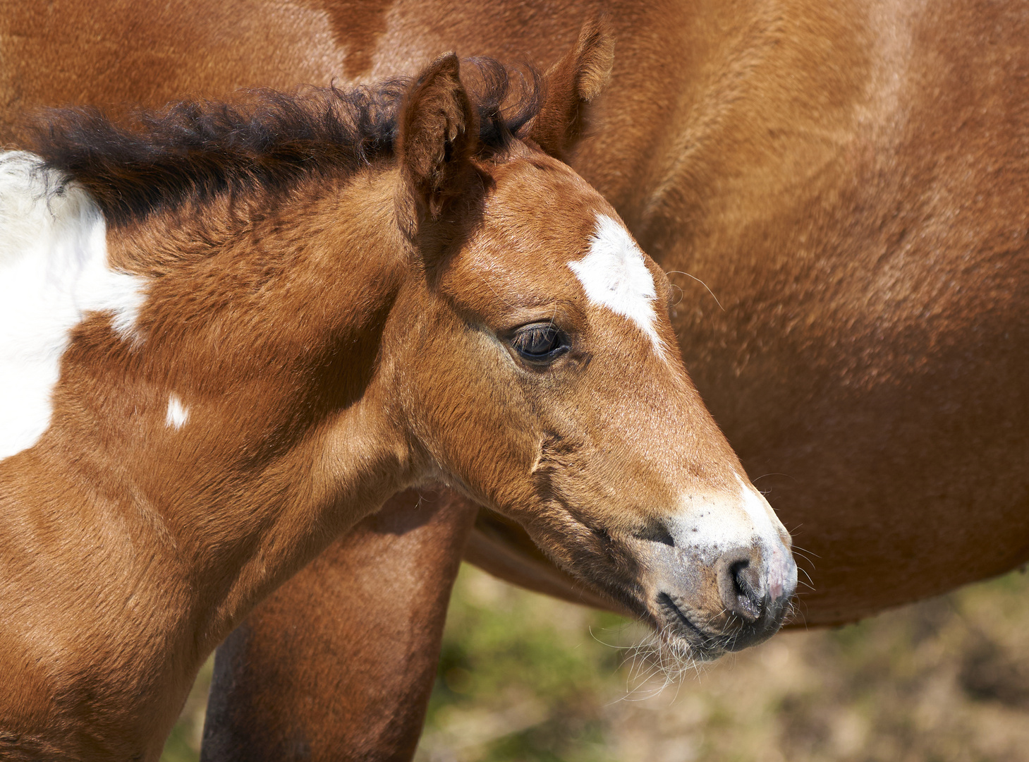 Horses 