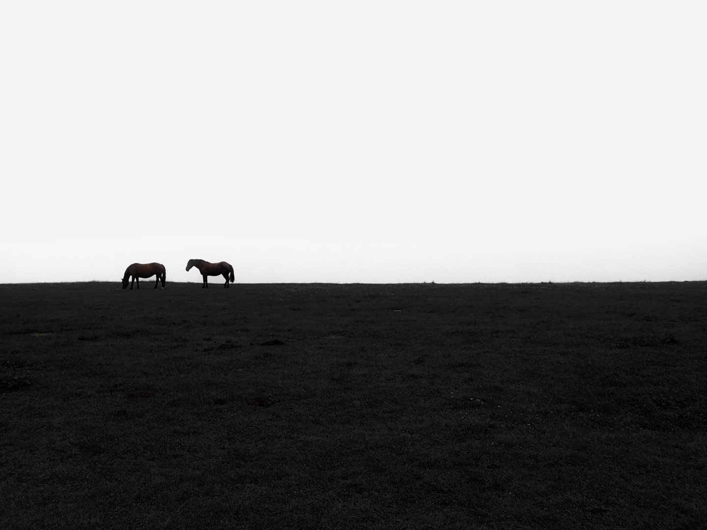 Horses