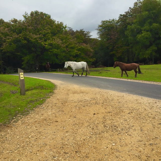 horses