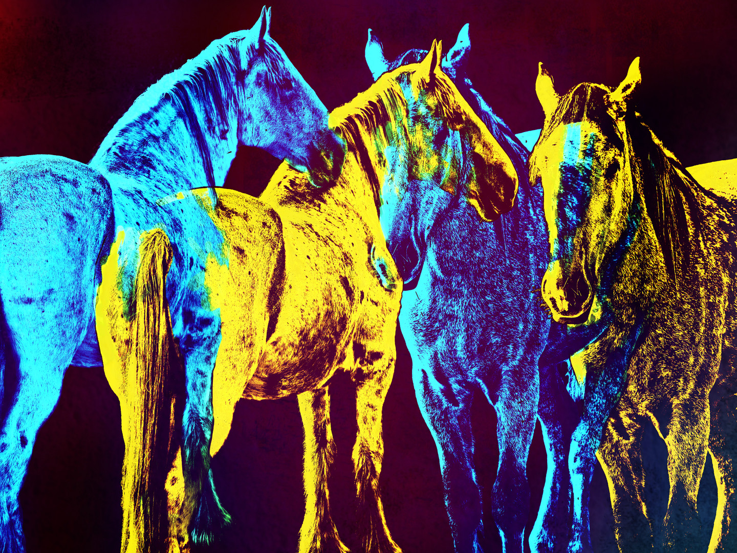 horses