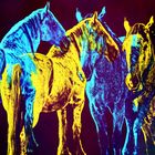 horses