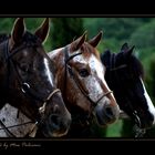 Horses