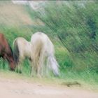 HORSES