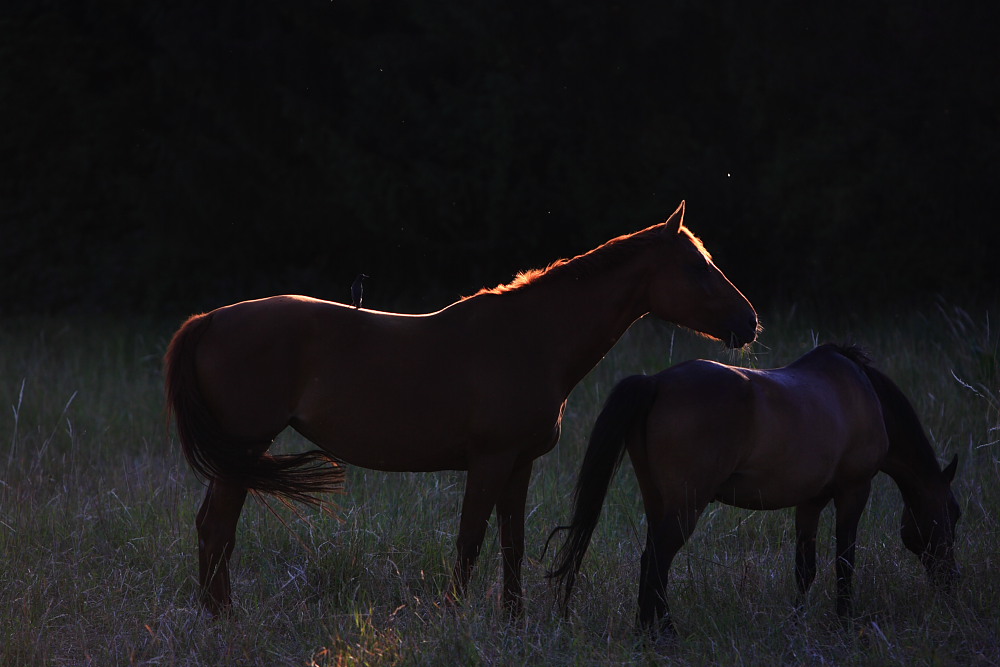 horses