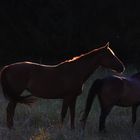 horses