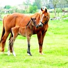 Horses