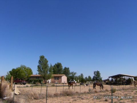 horses