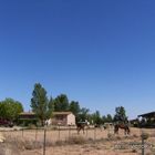 horses