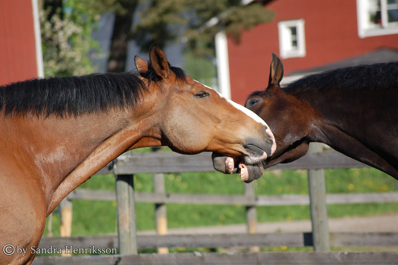 Horses