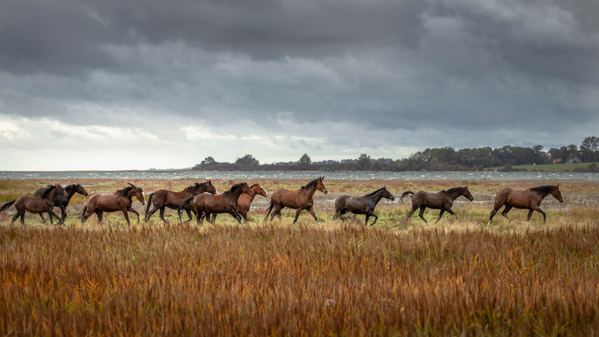  Horses