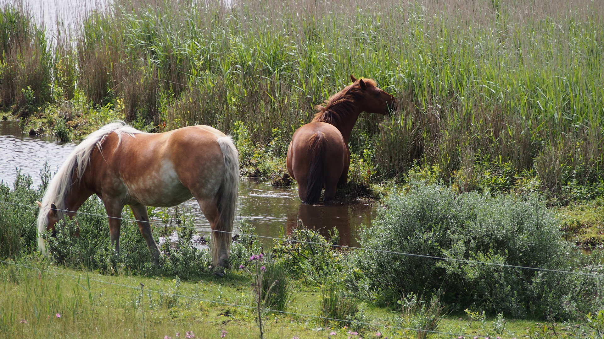 Horses