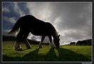 Horses by Antonio Morri 