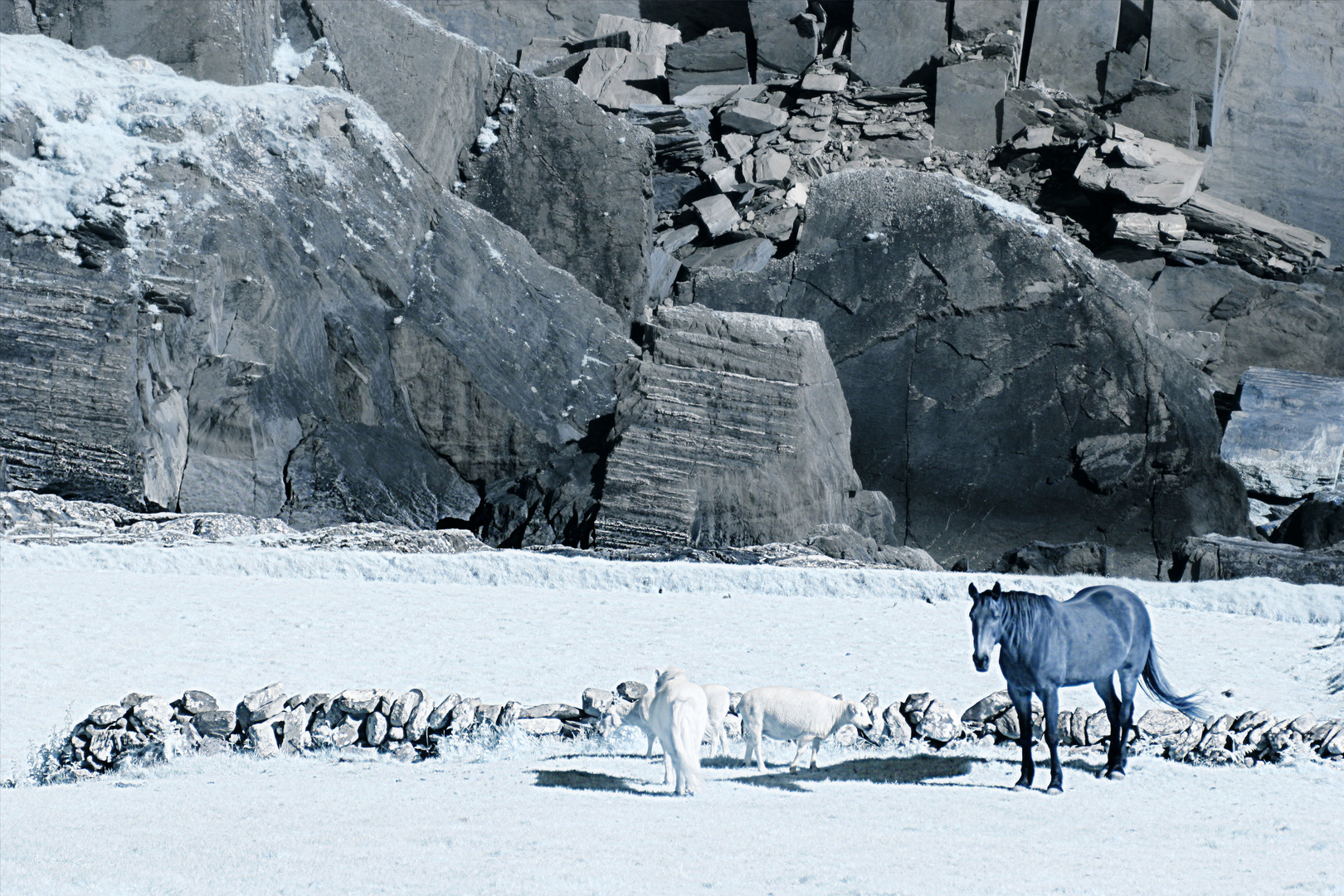 Horses and Cliffs