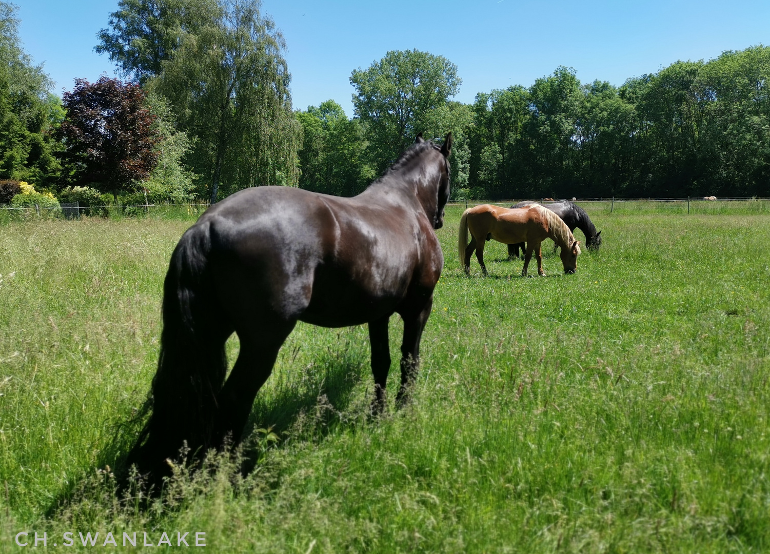 Horses and freedom 