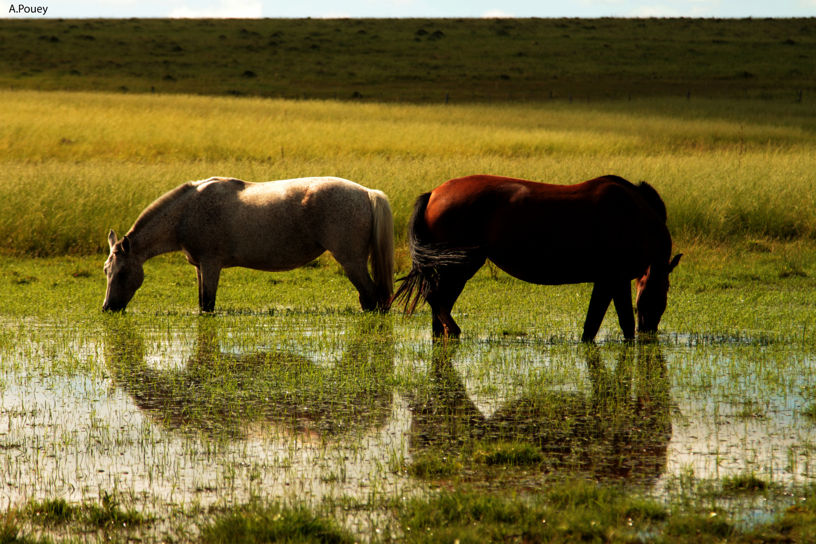 Horses and water