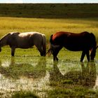 Horses and water