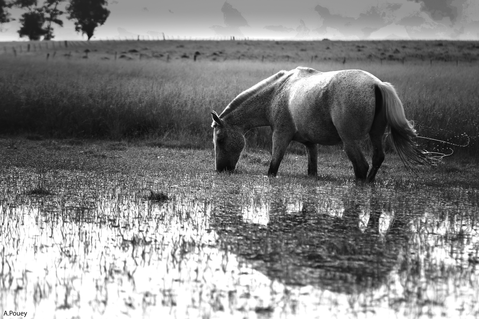 Horses and water