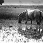 Horses and water