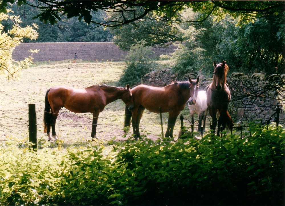 Horses at the Sett Valley Trail, Hayfield Derbyshire