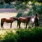 Horses at the Sett Valley Trail, Hayfield Derbyshire