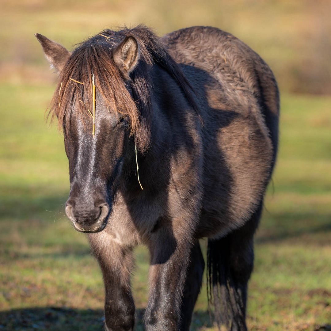 Horses