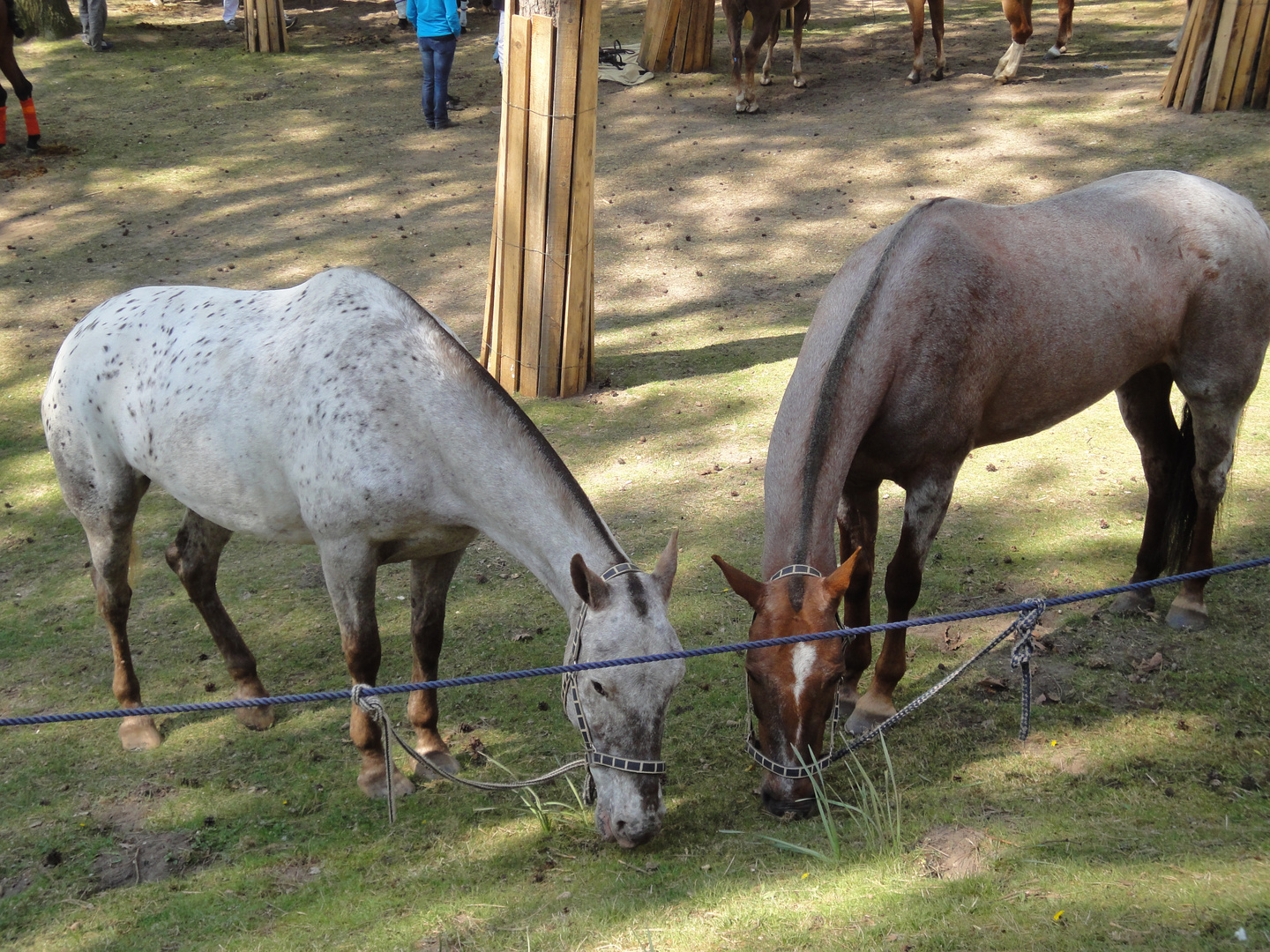 horses before game