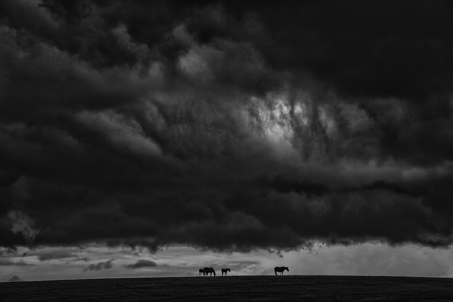 Horses braving a Storm over Kentucky