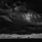 Horses braving a Storm over Kentucky