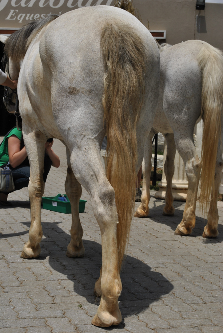 HORSES BUMS IN REPETATION