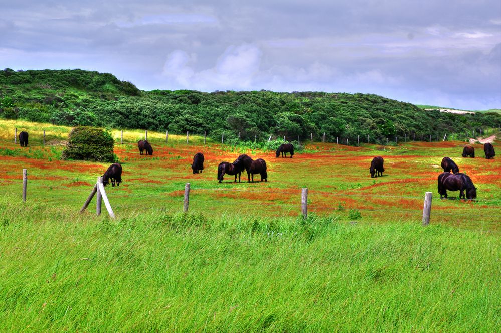 Horses