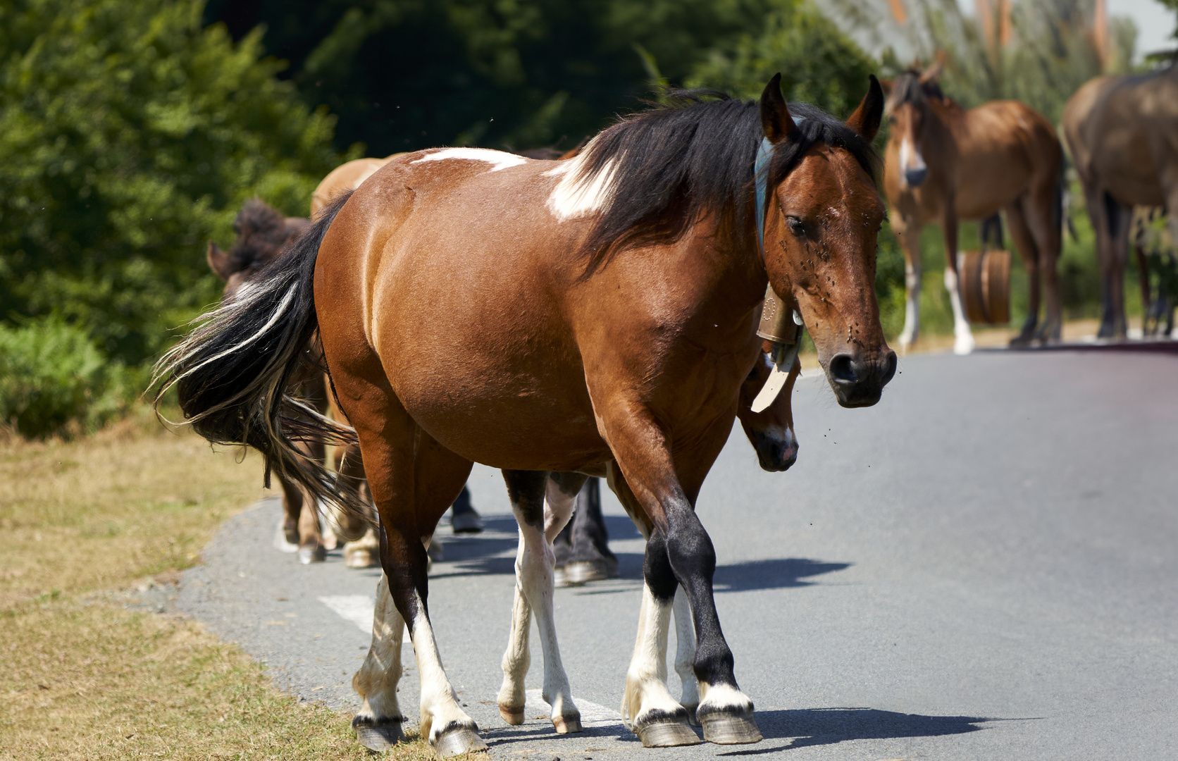 Horses 