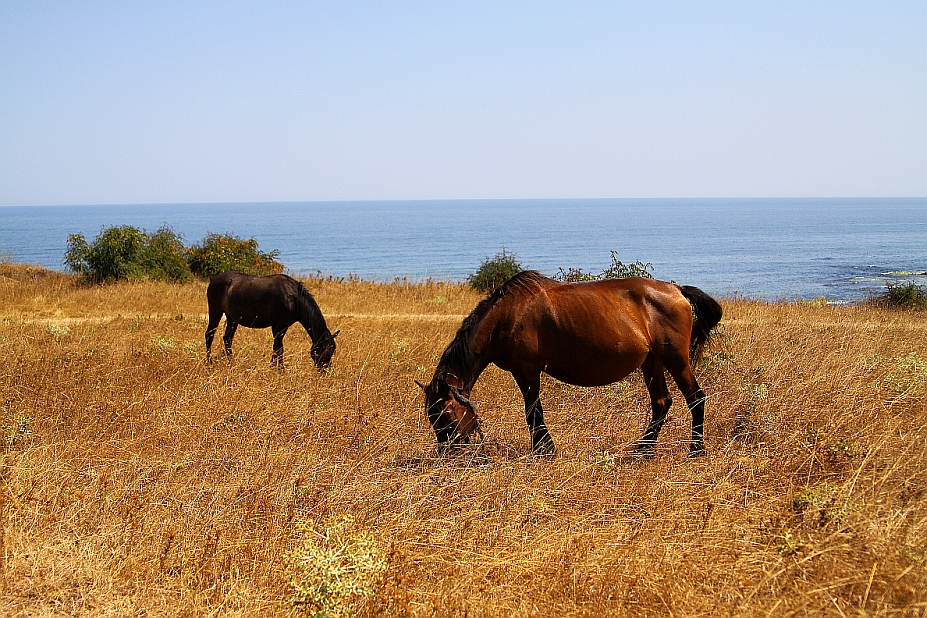 Horse's coast