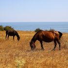 Horse's coast