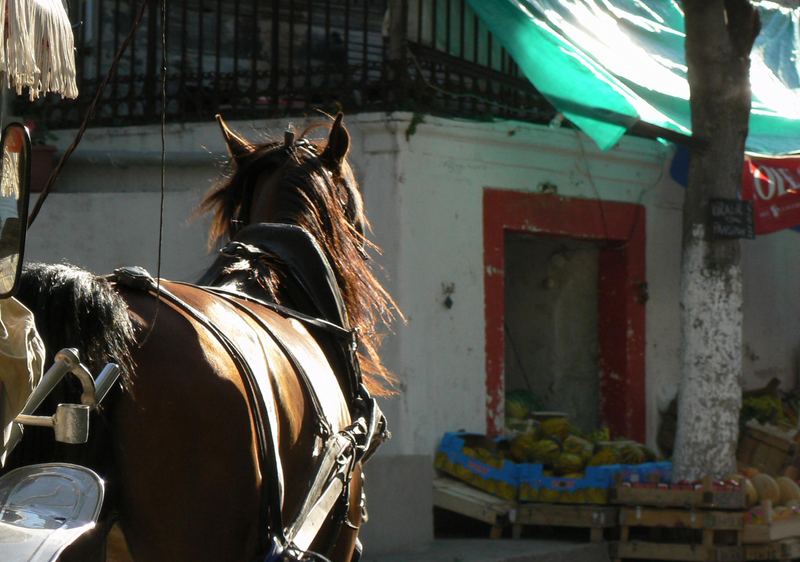 Horses & Colours of Princes' Islands