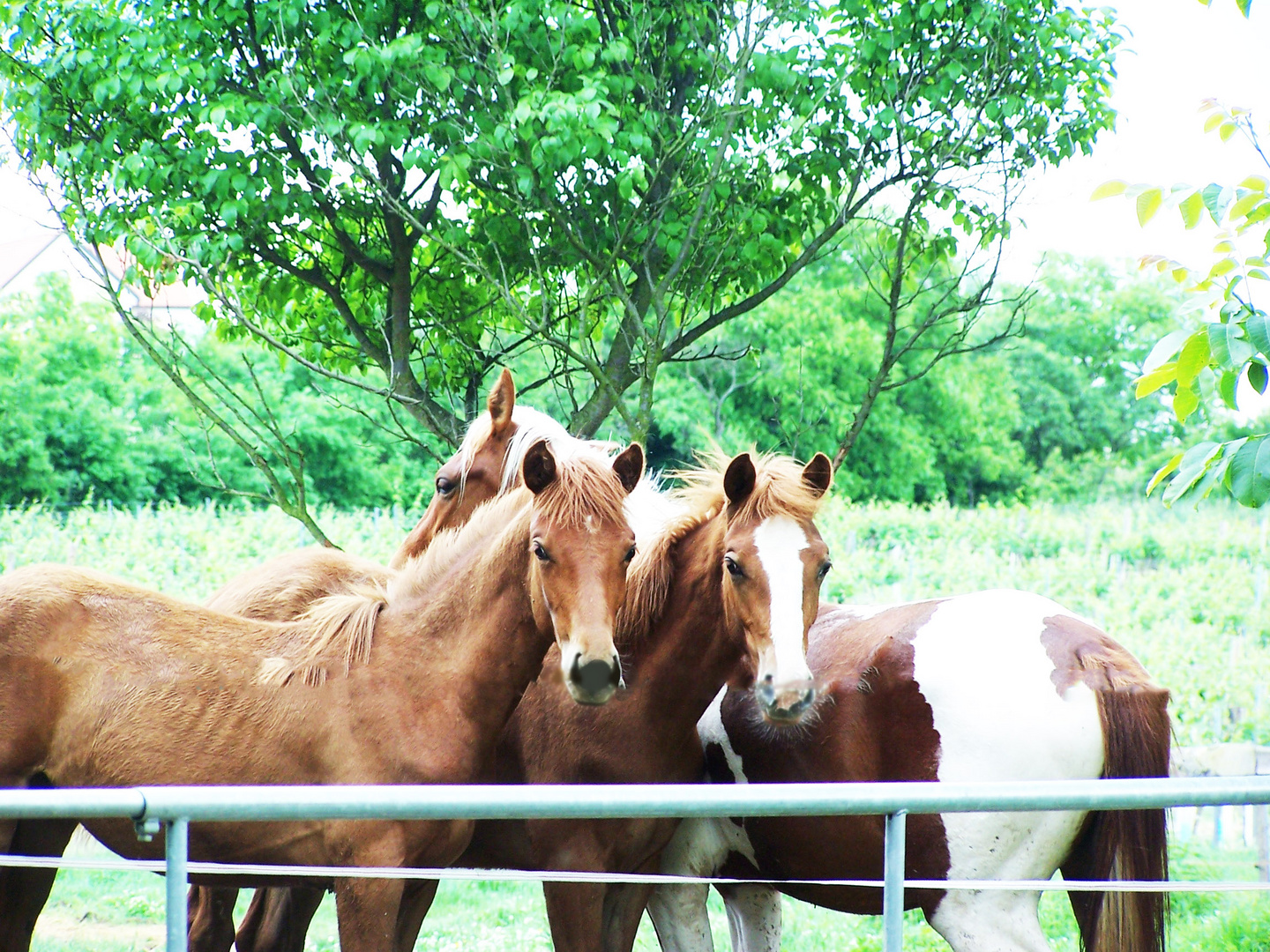 Horses