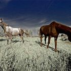 Horses