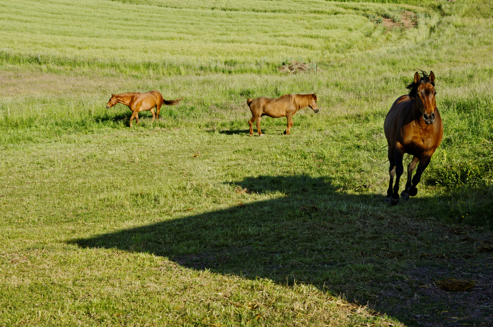 Horses