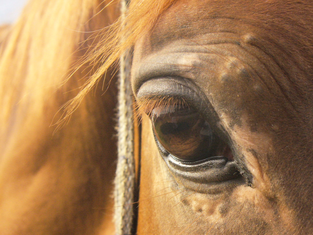 horse's eye