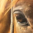 horse's eye