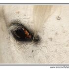 Horse's Eye