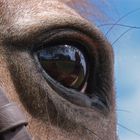 Horses Eye View