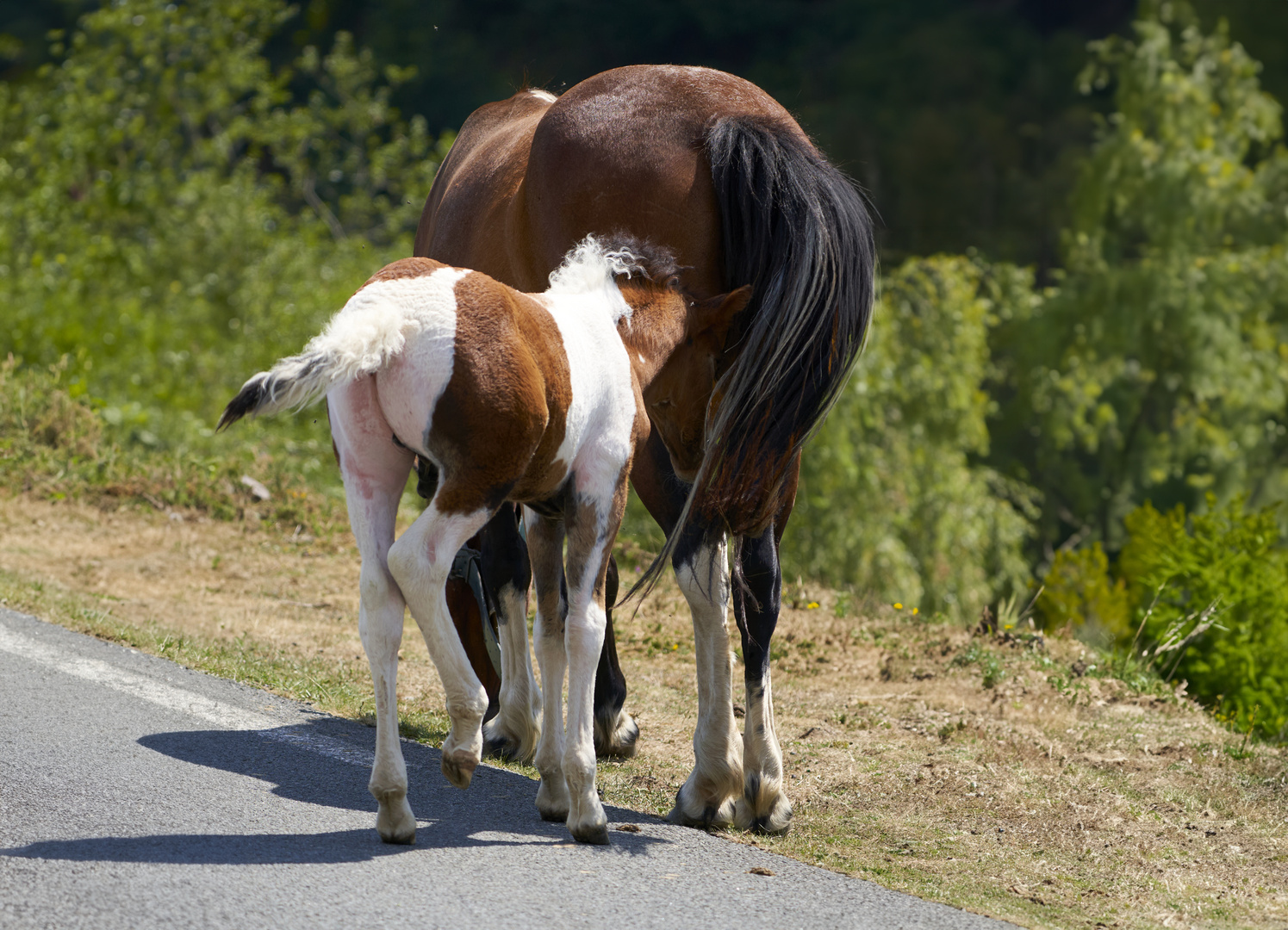 Horses 