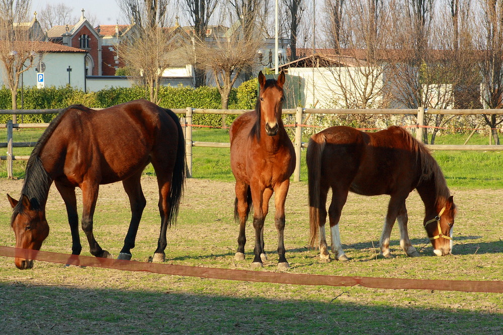 Horses Family