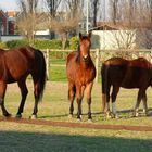 Horses Family