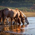 Horses from Batak