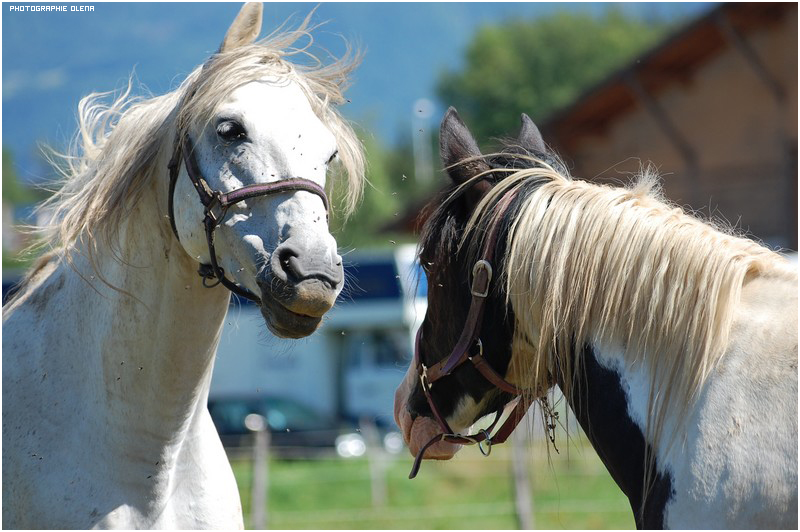 Horse's Game