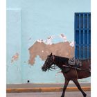 "Horses" - Havana, Cuba 