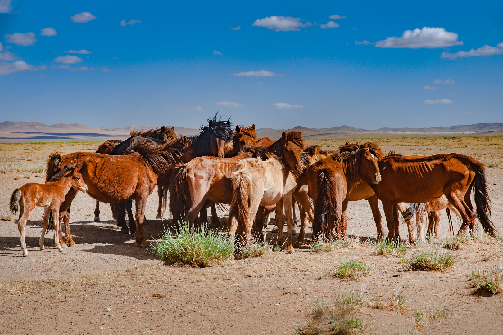 Horses herd in the steppe