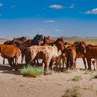 Horses herd in the steppe